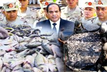 Photo of مصر: الهيمنة العسكرية على الثروة السمكية