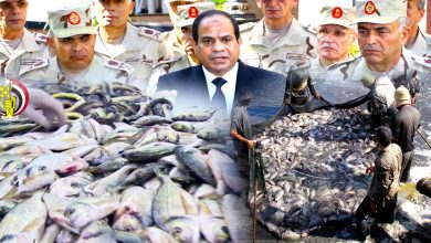 Photo of مصر: الهيمنة العسكرية على الثروة السمكية