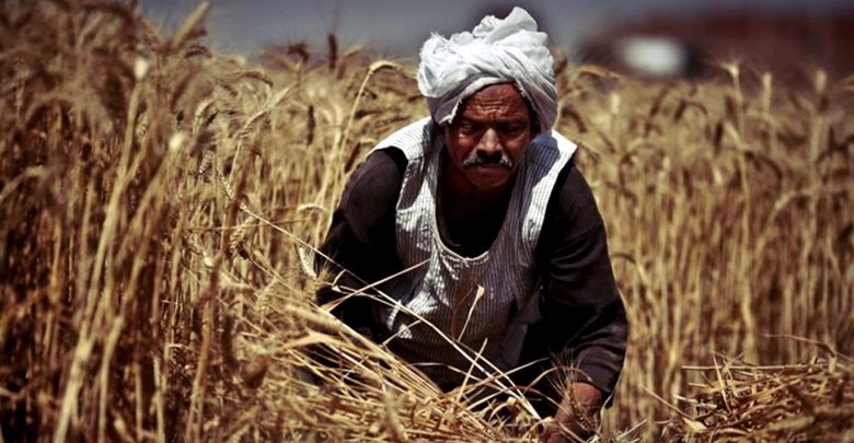 مصر وتحدياتها الاستراتيجية: القمح نموذجاً