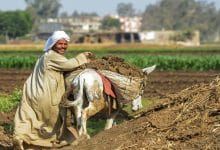 Photo of فجوة المحاصيل الغذائية في مصر