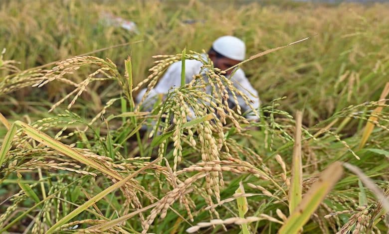سياسات تجويع المصريين: تدمير الأرز المصري
