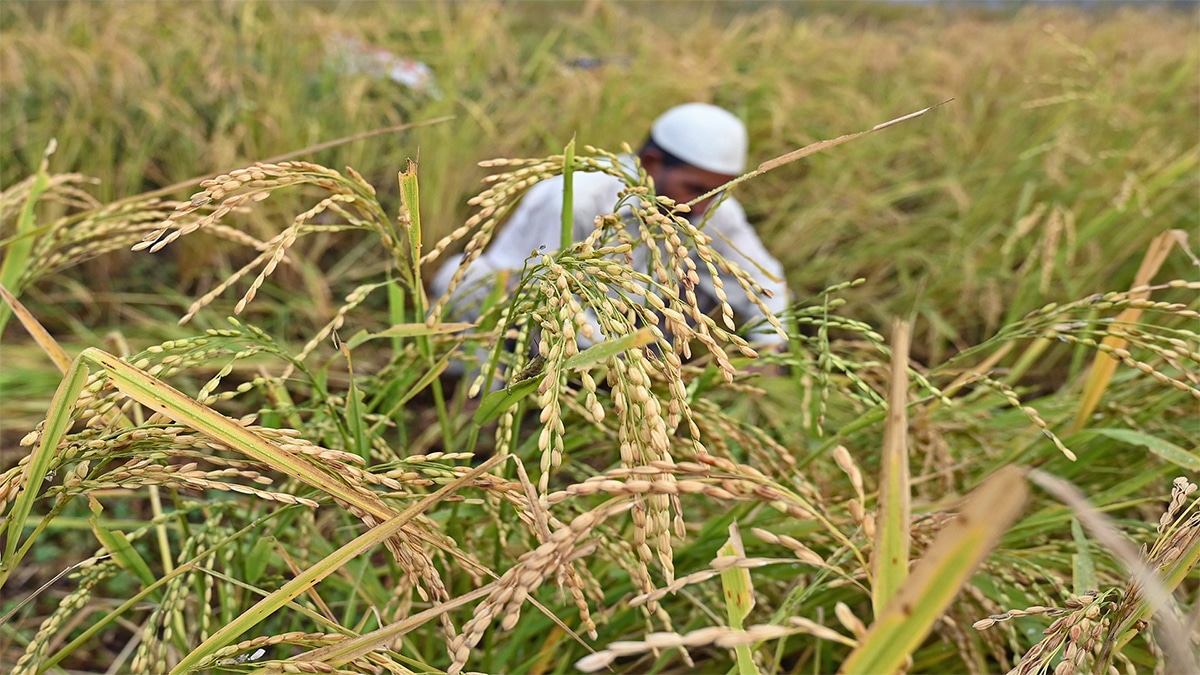 سياسات تجويع المصريين: تدمير الأرز المصري