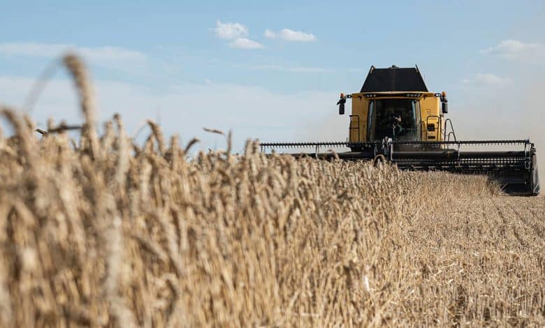 بروجيكت سنديكيت: أُكذوبة النقص العالمي في الحبوب